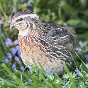 Jumbo Brown Coturnix Quail Hatching Eggs, 12 count