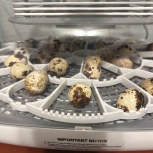 Hatching Eggs