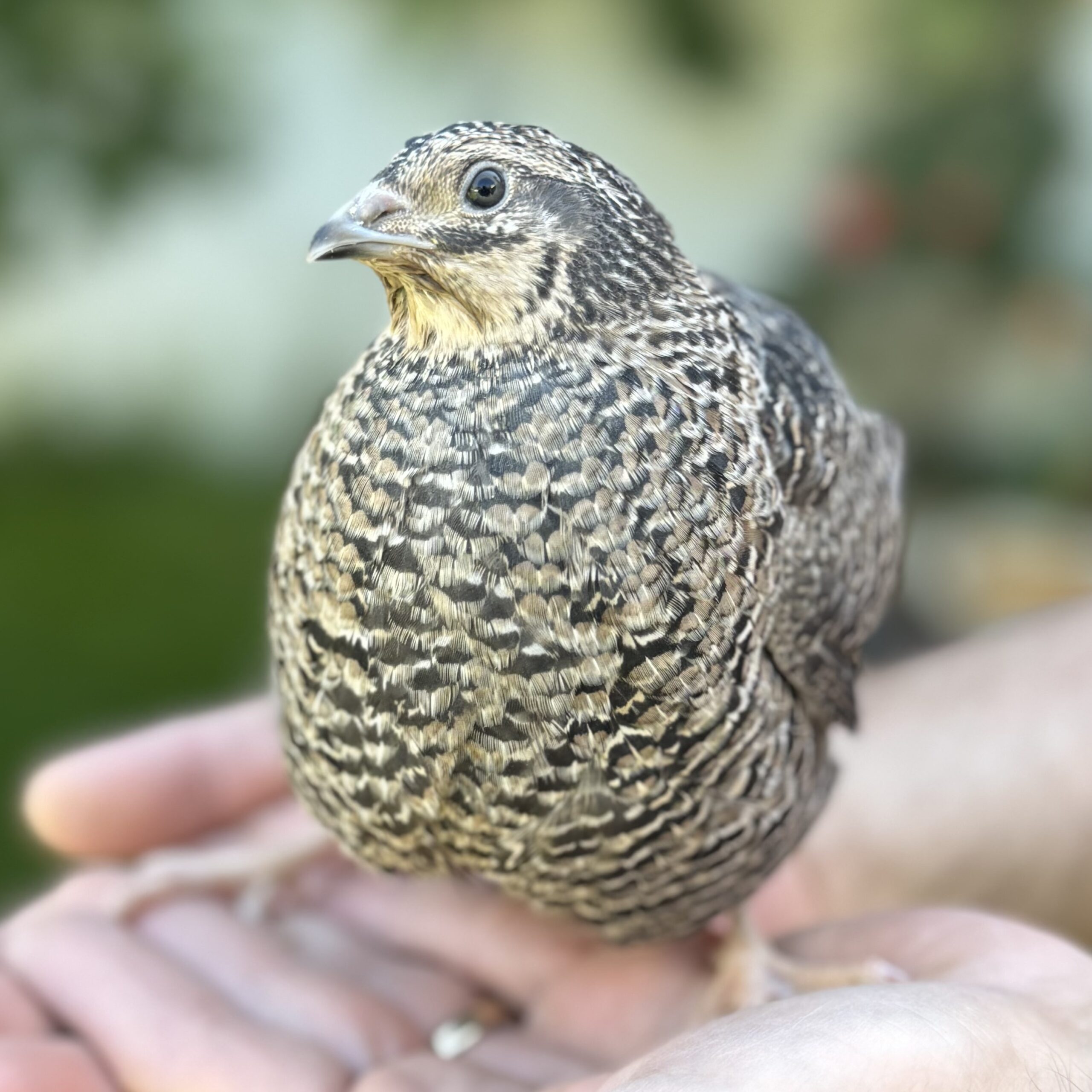 Jumbo German Sparkly Coturnix Quail Hatching Eggs, 12 count - Image 3