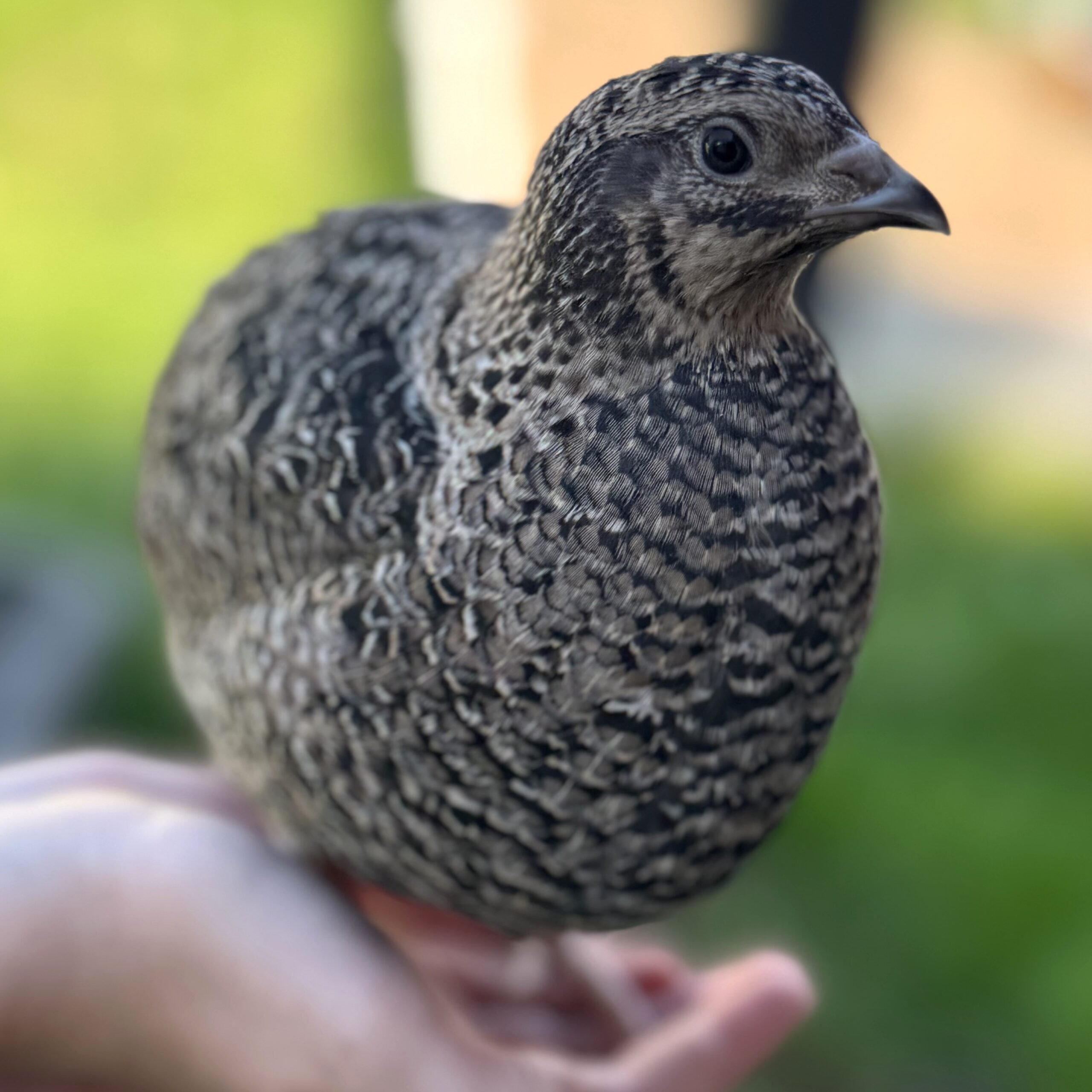 Jumbo German Sparkly Coturnix Quail Hatching Eggs, 12 count - Image 2
