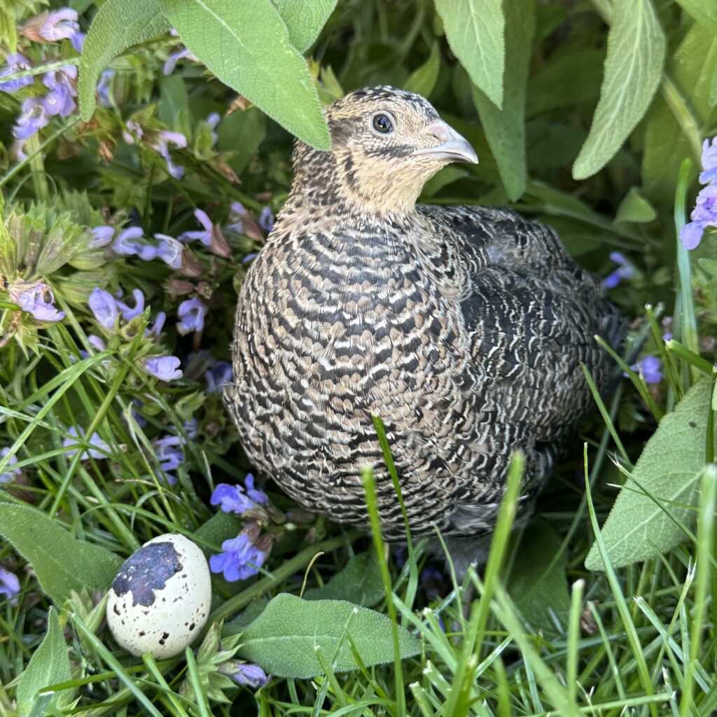 Quail