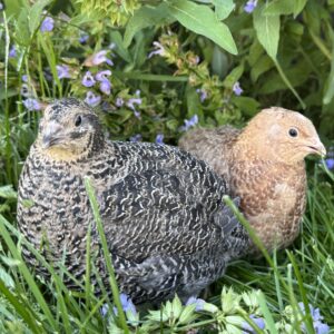 Jumbo German Sparkly Coturnix Quail Hatching Eggs, 12 count