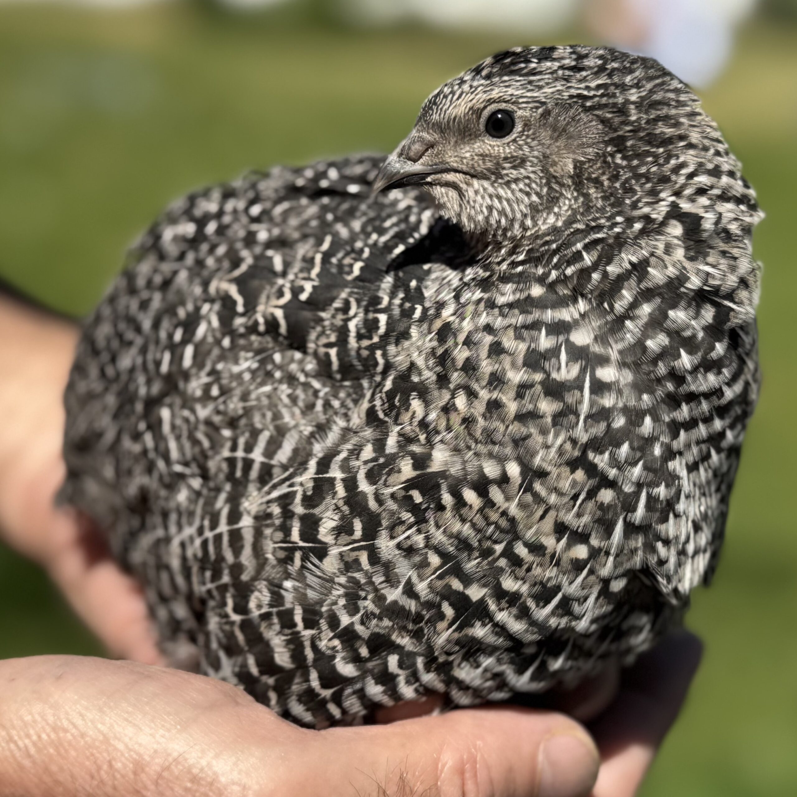 Jumbo German Sparkly Coturnix Quail Hatching Eggs, 12 count - Image 4