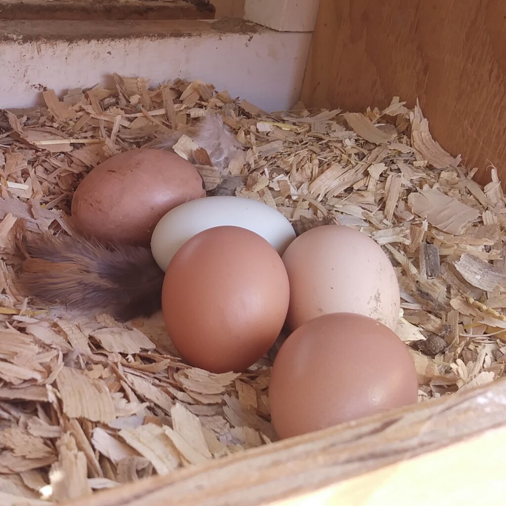 Farm Fresh Chicken Eggs