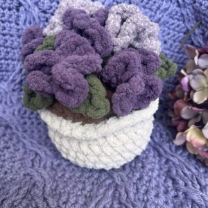 Potted Plants - African Violet