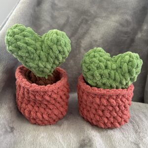 Popping Hoya "Heart" Plant