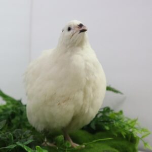 Jumbo White Coturnix Quail